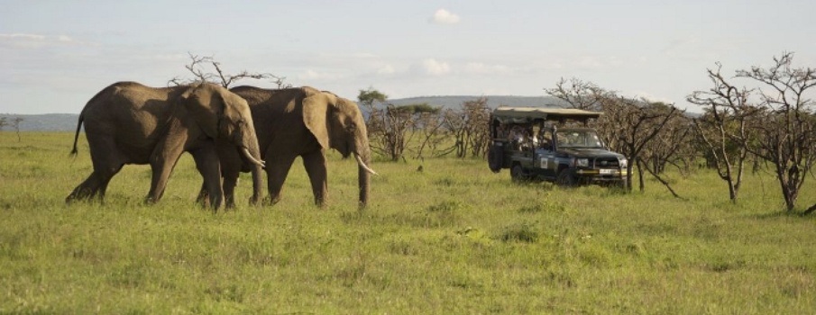 Elephants - Maasai Mara.