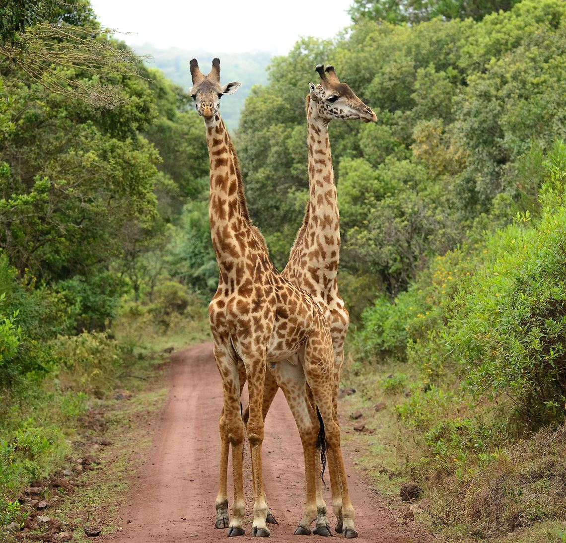 Serengeti Gamedrive - Giraffe